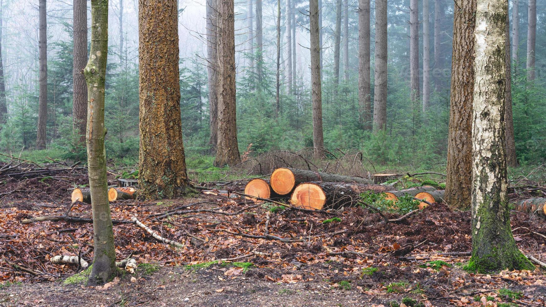Cutted wood in the forest of The Netherlands, Speulderbos, Veluwe. photo