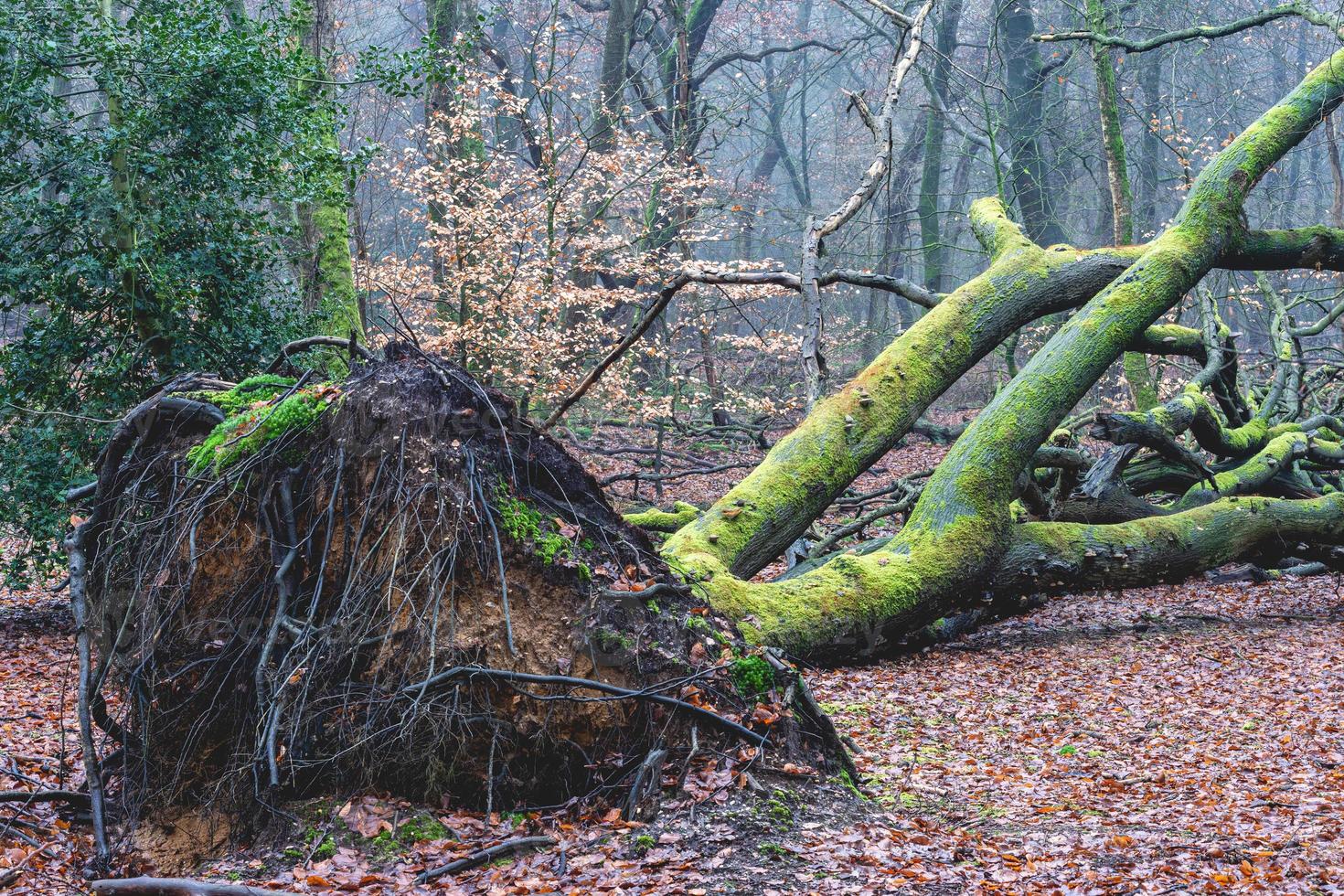 Foggy day in the forest in The Netherlands, Speulderbos Veluwe. photo