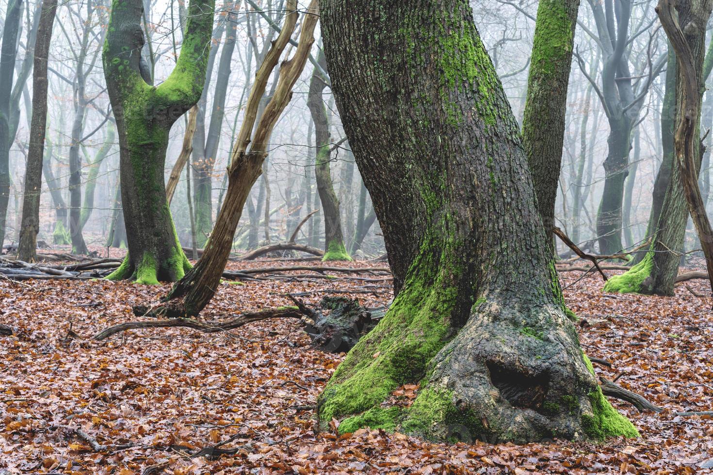 Foggy day in the forest in The Netherlands, Speulderbos Veluwe. photo