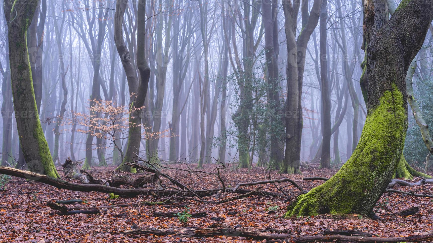 Foggy day in the forest in The Netherlands, Speulderbos Veluwe. photo