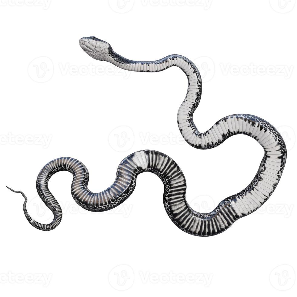 Black rat snake 3D illustration. photo
