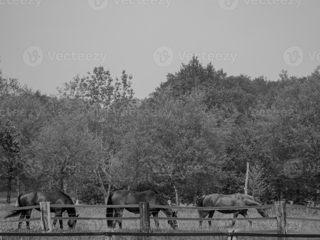 spring time in westphalia photo