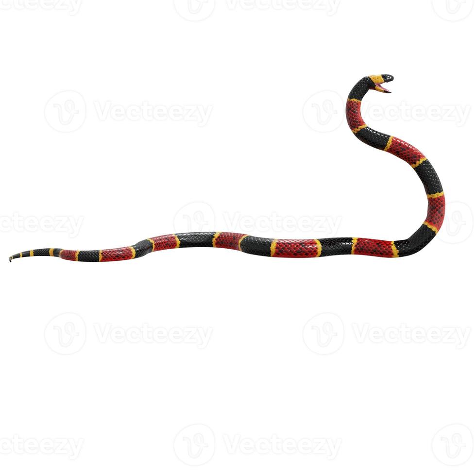 Eastern coral snake 3D illustration. photo