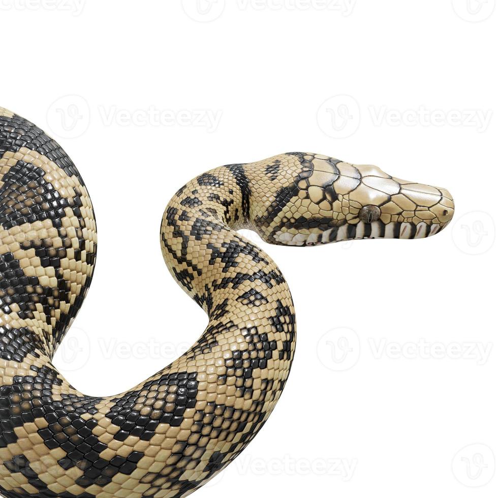 Scrub python 3D illustration. photo