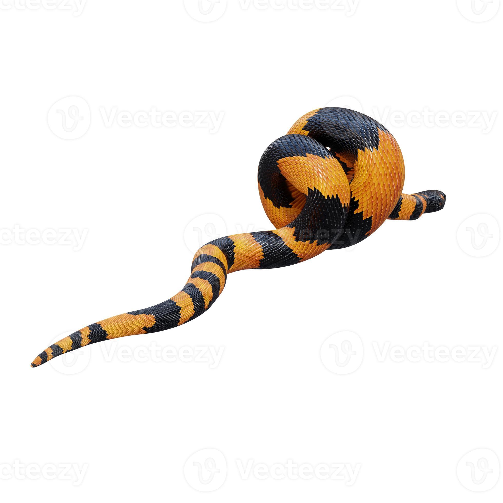 Bismarck ringed python 3D illustration. 11800528 Stock Photo at Vecteezy