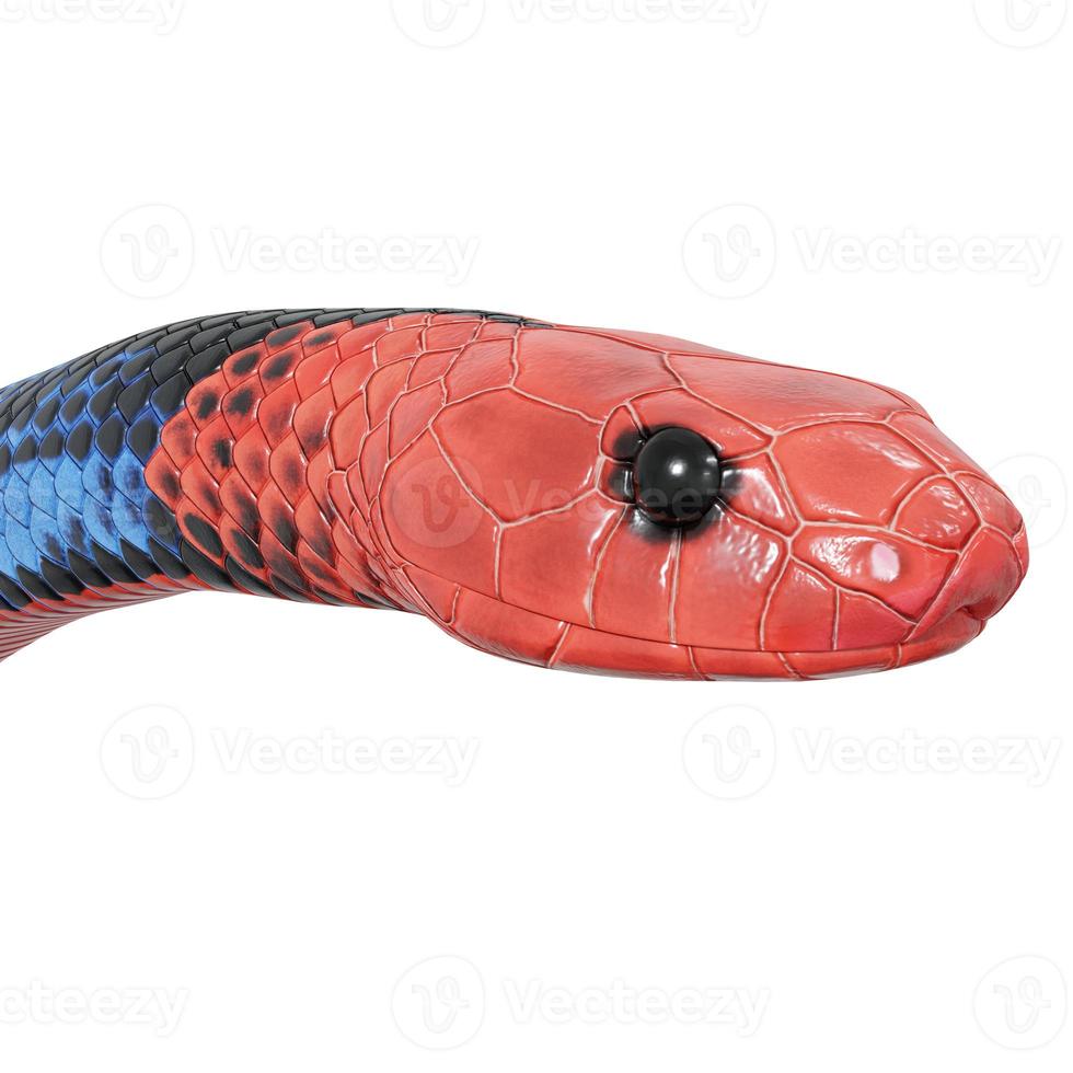 Blue coral snake 3D illustration. photo