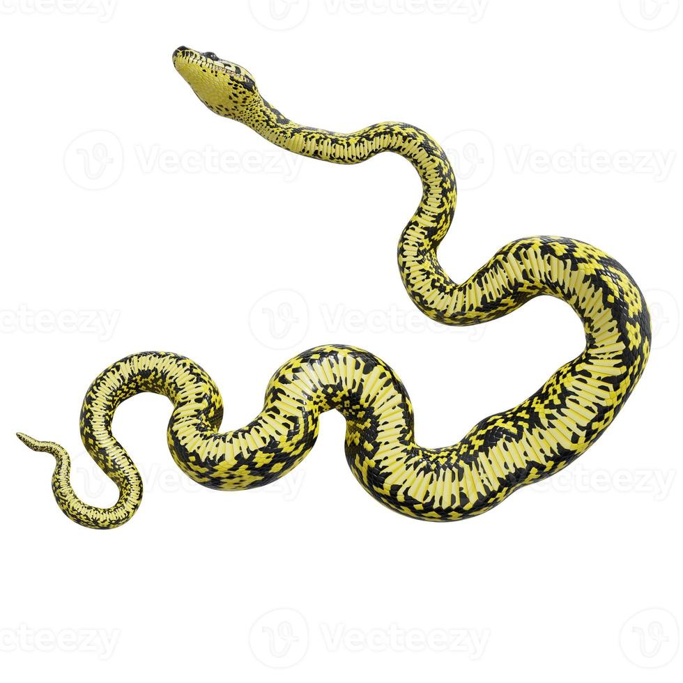 Zebra jungle carpet python 3D illustration. photo