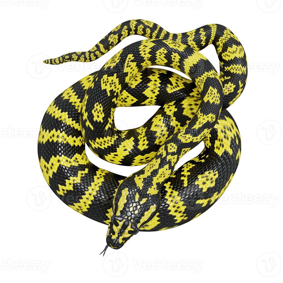 Zebra jungle carpet python 3D illustration. photo