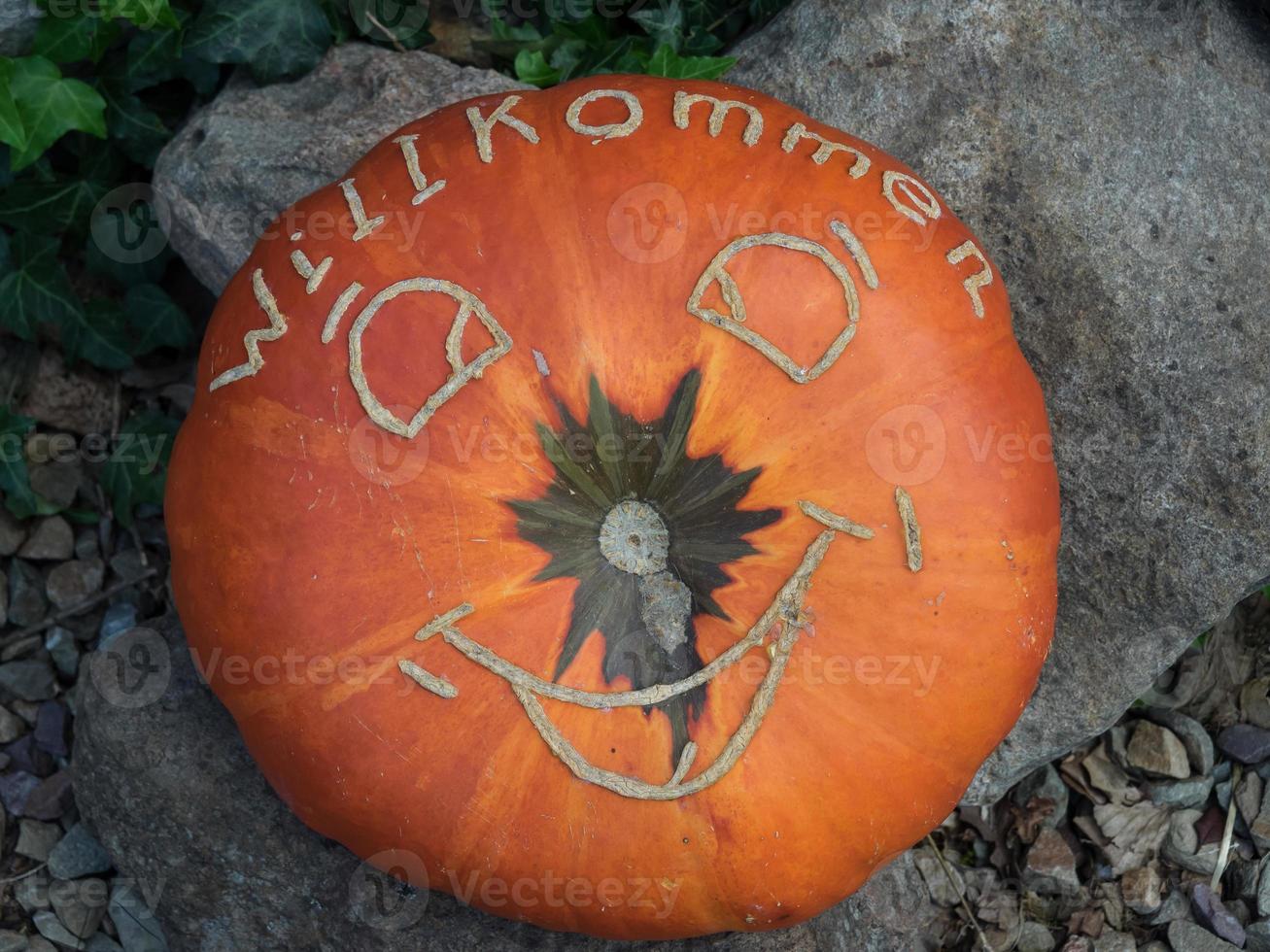 pumpkins in a german garden photo