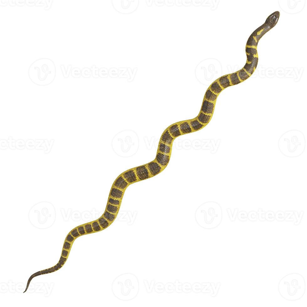 Tiger snake 3D illustration. photo