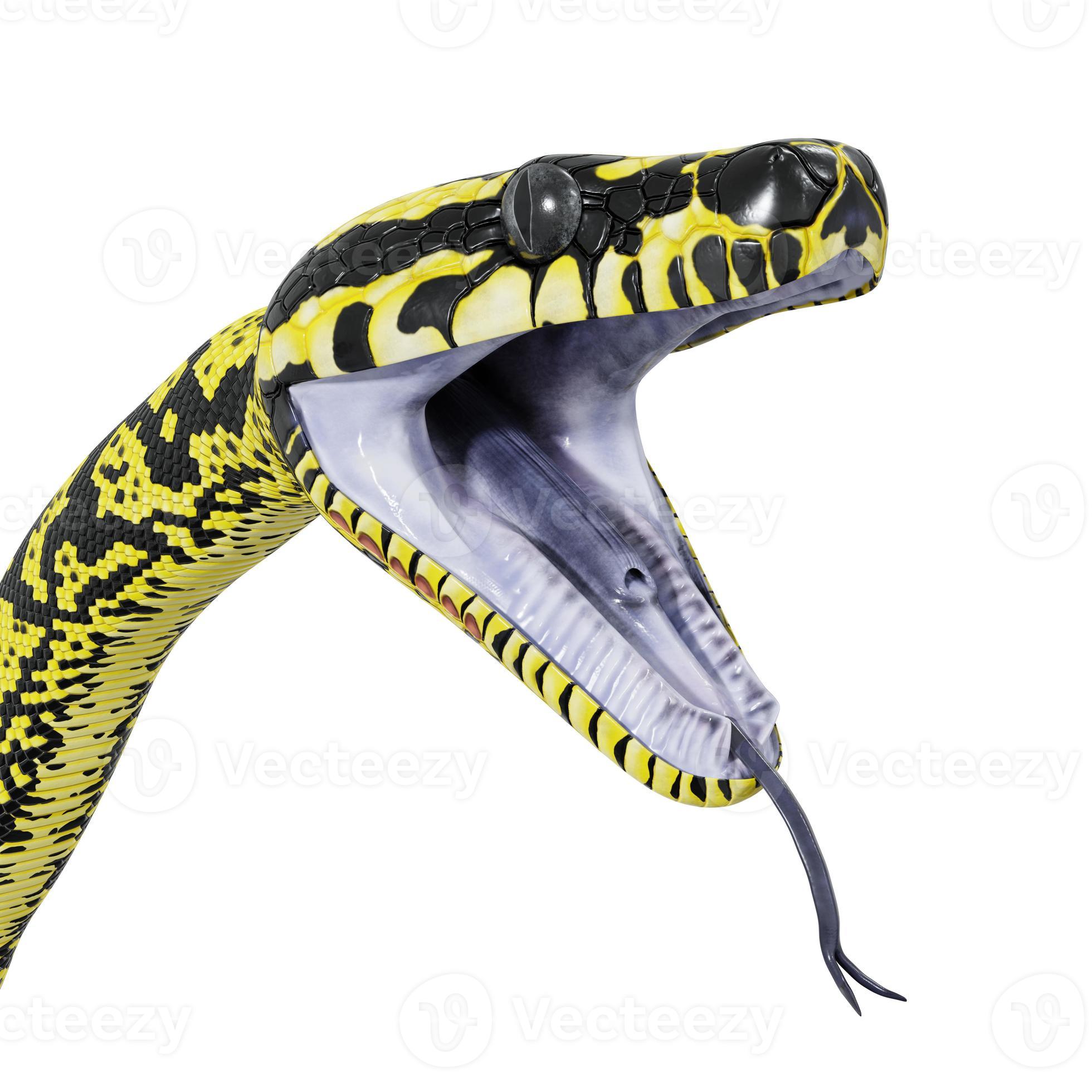Zebra jungle carpet python 3D illustration. 11800582 Stock Photo at