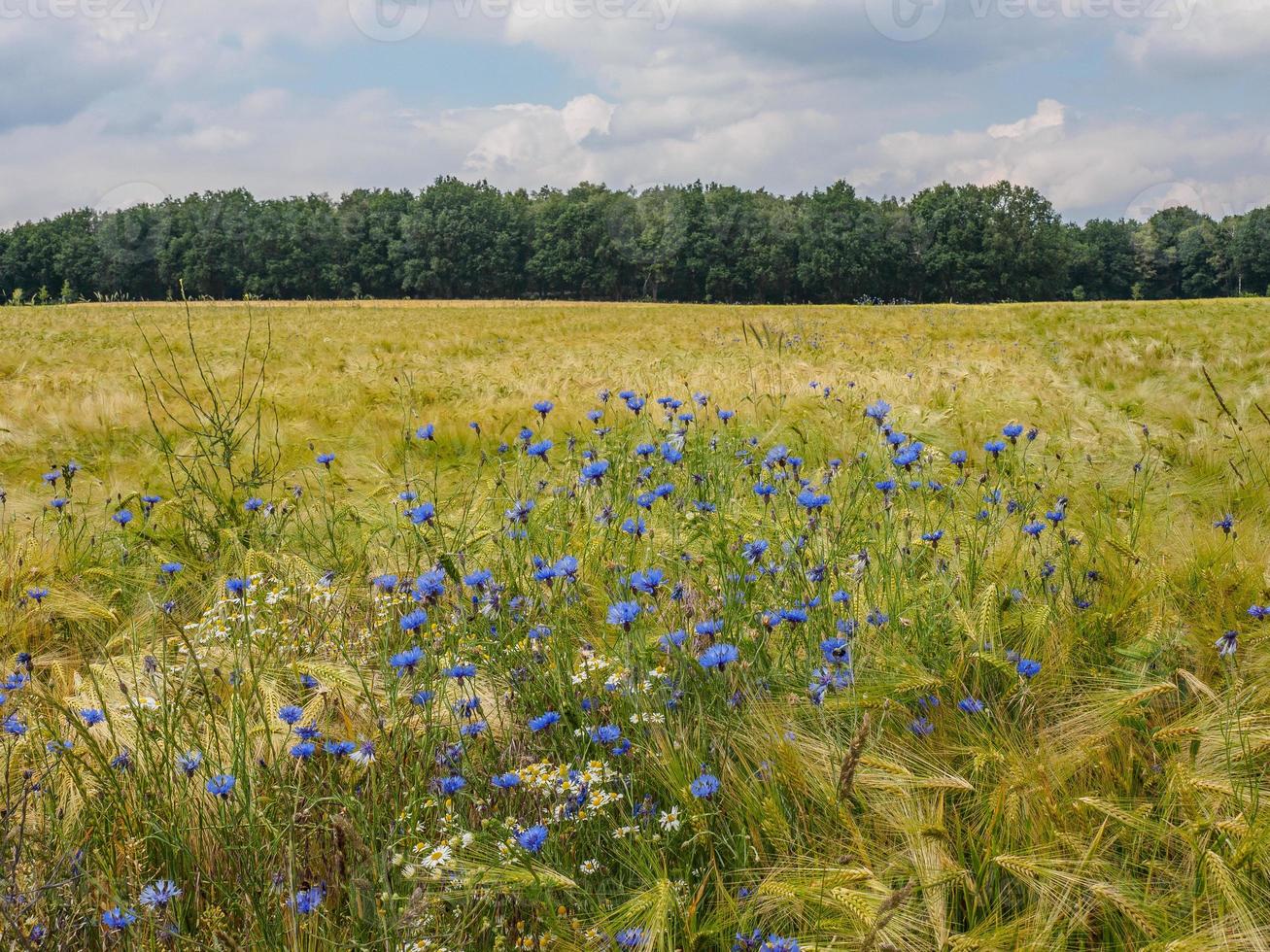 reken in westphalia photo