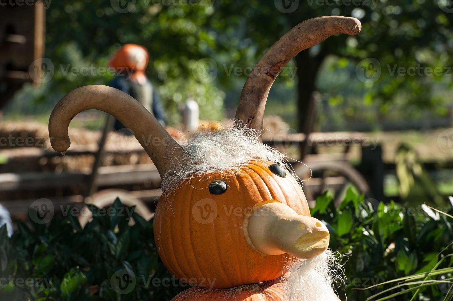 many pumpkins in the garden photo