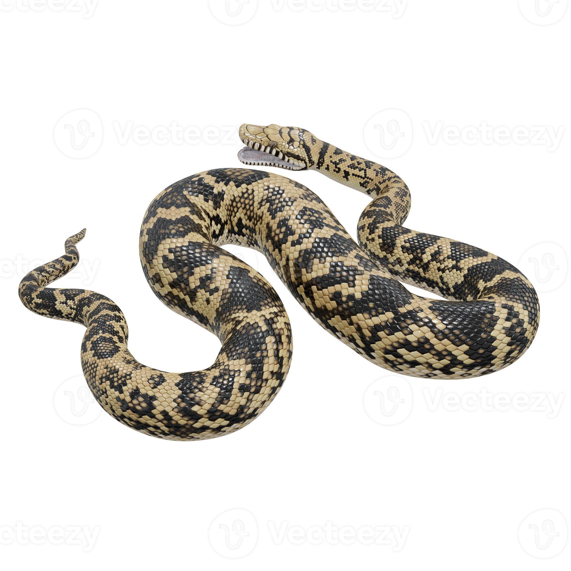 Scrub python 3D illustration. 11800732 Stock Photo at Vecteezy