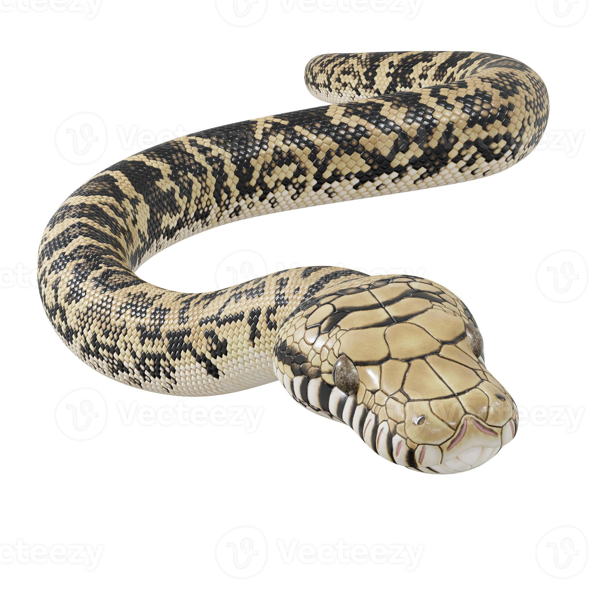 Scrub python 3D illustration. 11800747 Stock Photo at Vecteezy