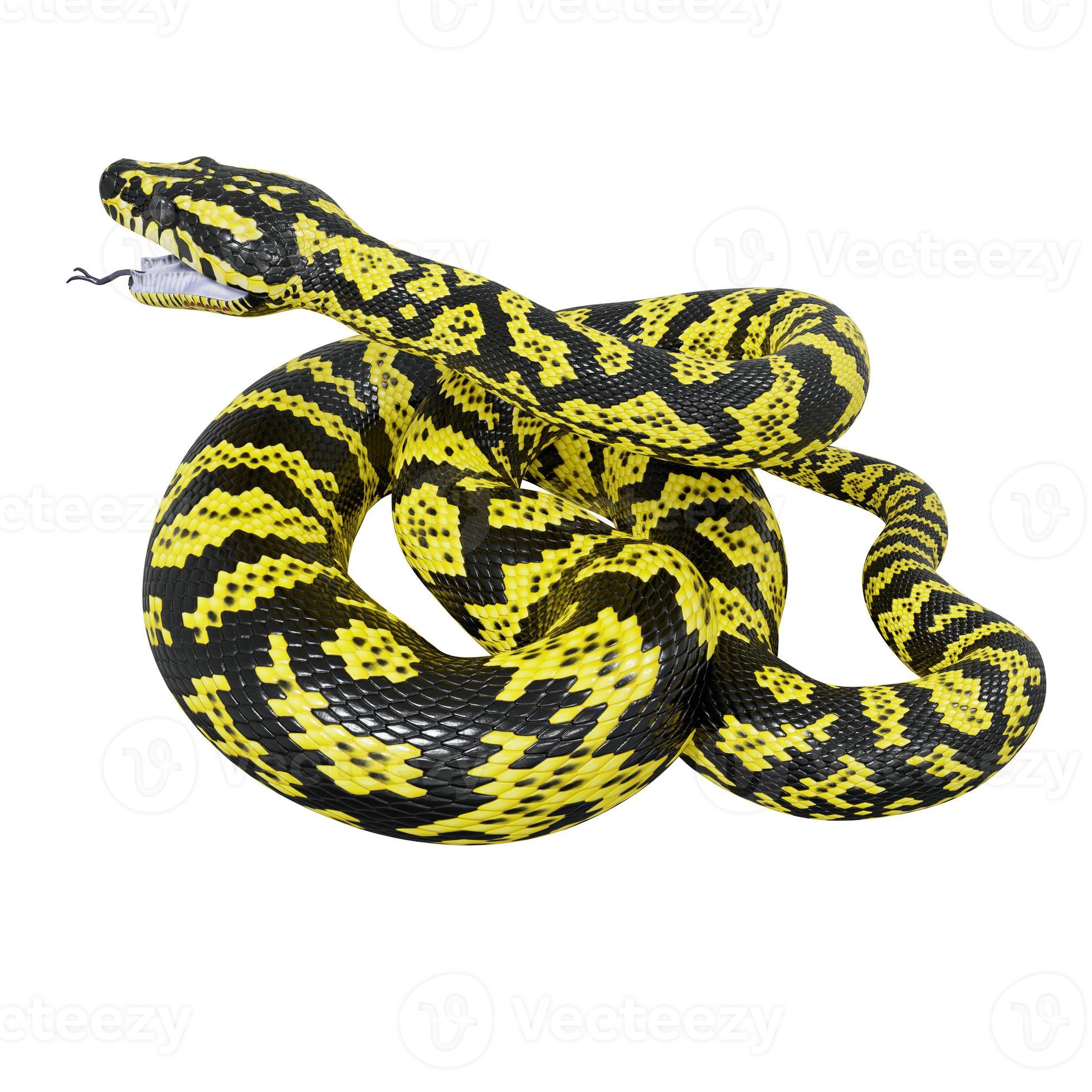 Zebra jungle carpet python 3D illustration. 11800752 Stock Photo at