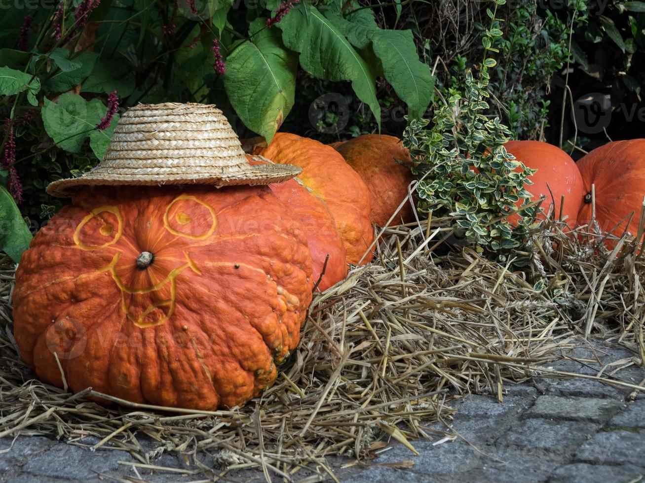 many pumpkins in the garden photo