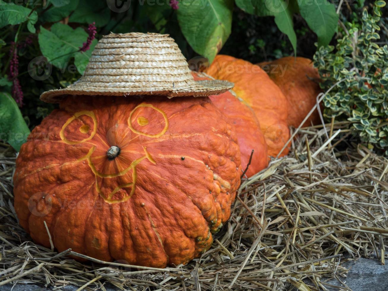 many pumpkins in the garden photo