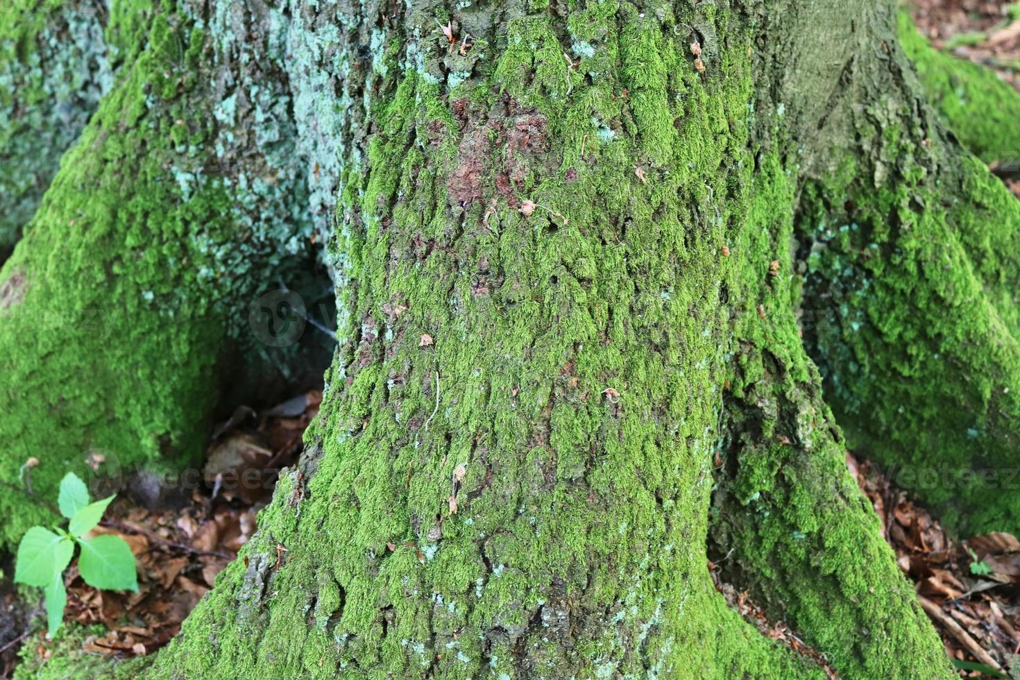 Detailed close up view at different moss textures on a forest ground photo
