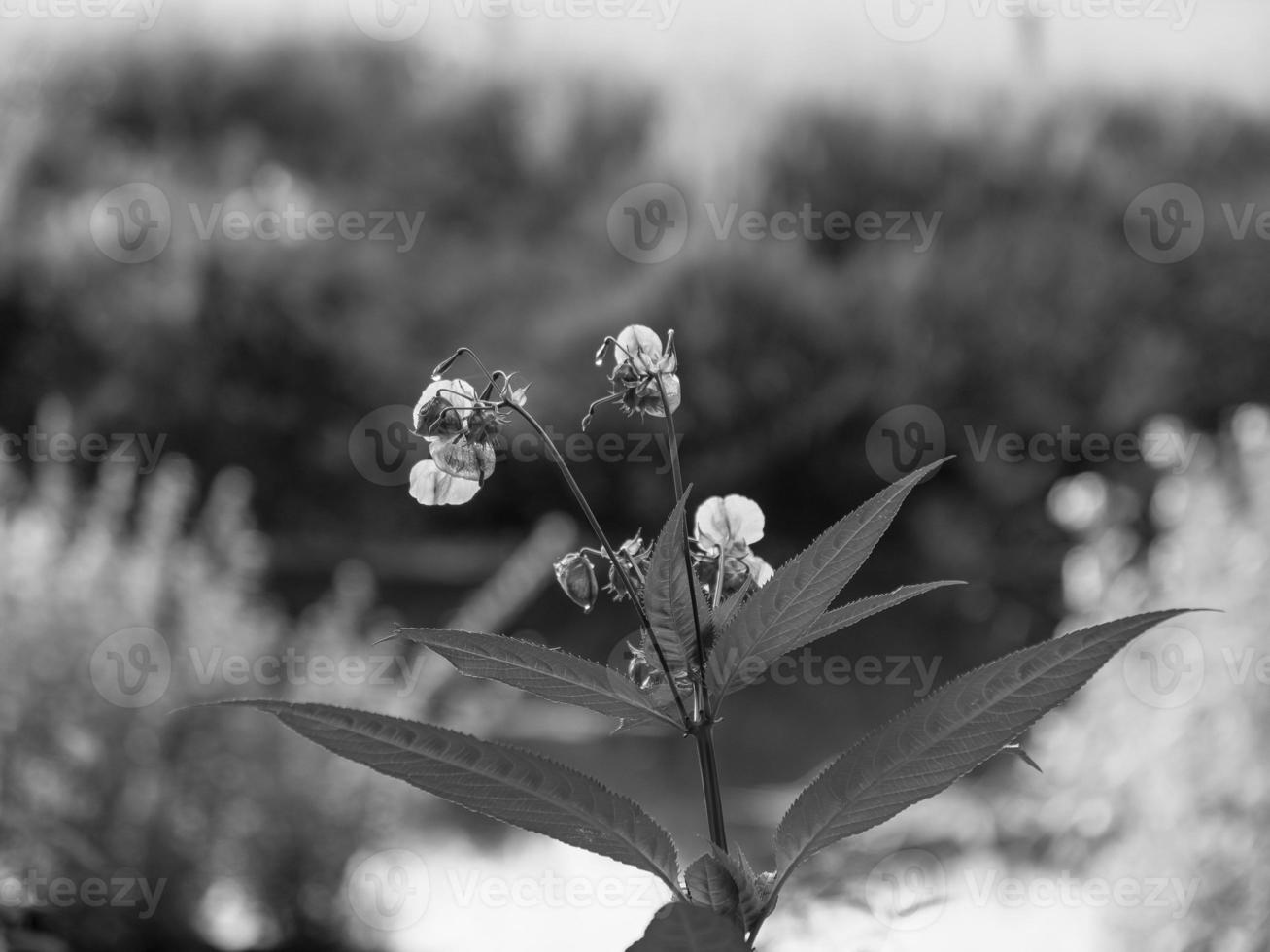 spring time in northrhine-westphalia photo