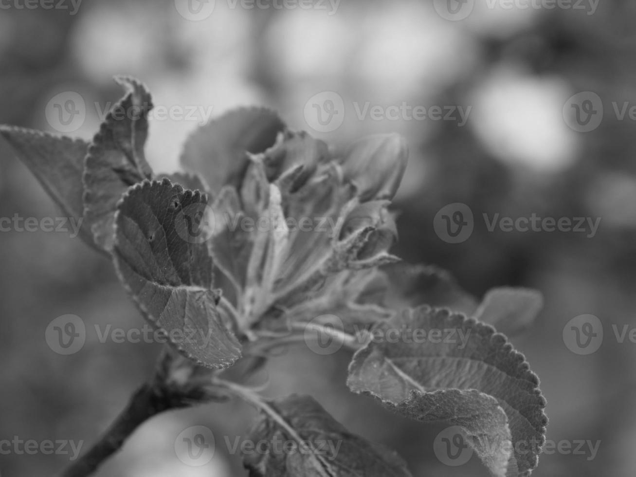 summer time in westphalia photo