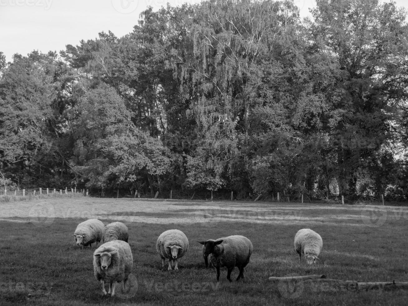 la naturaleza en westfalia foto