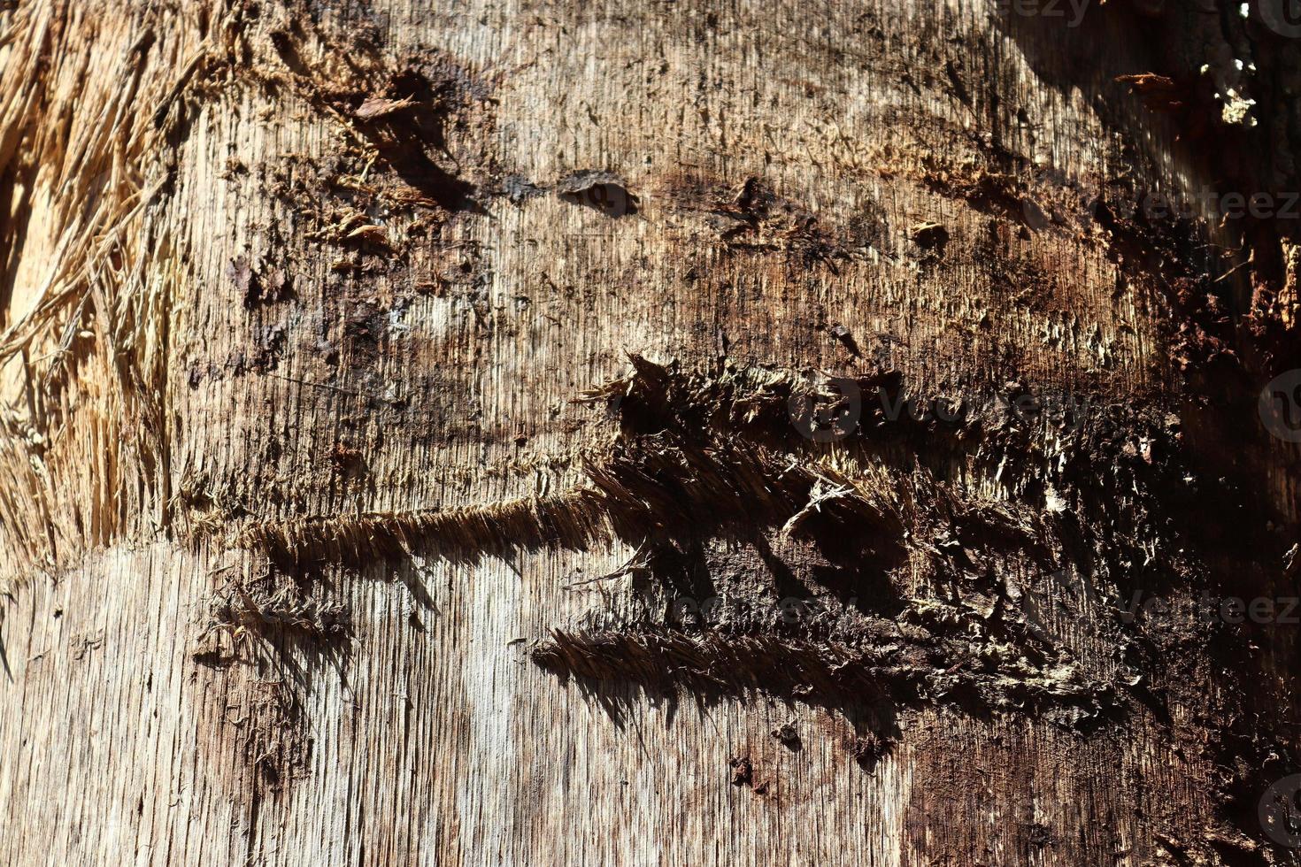 Close up at very detailed tree bark texture in high resolution. photo