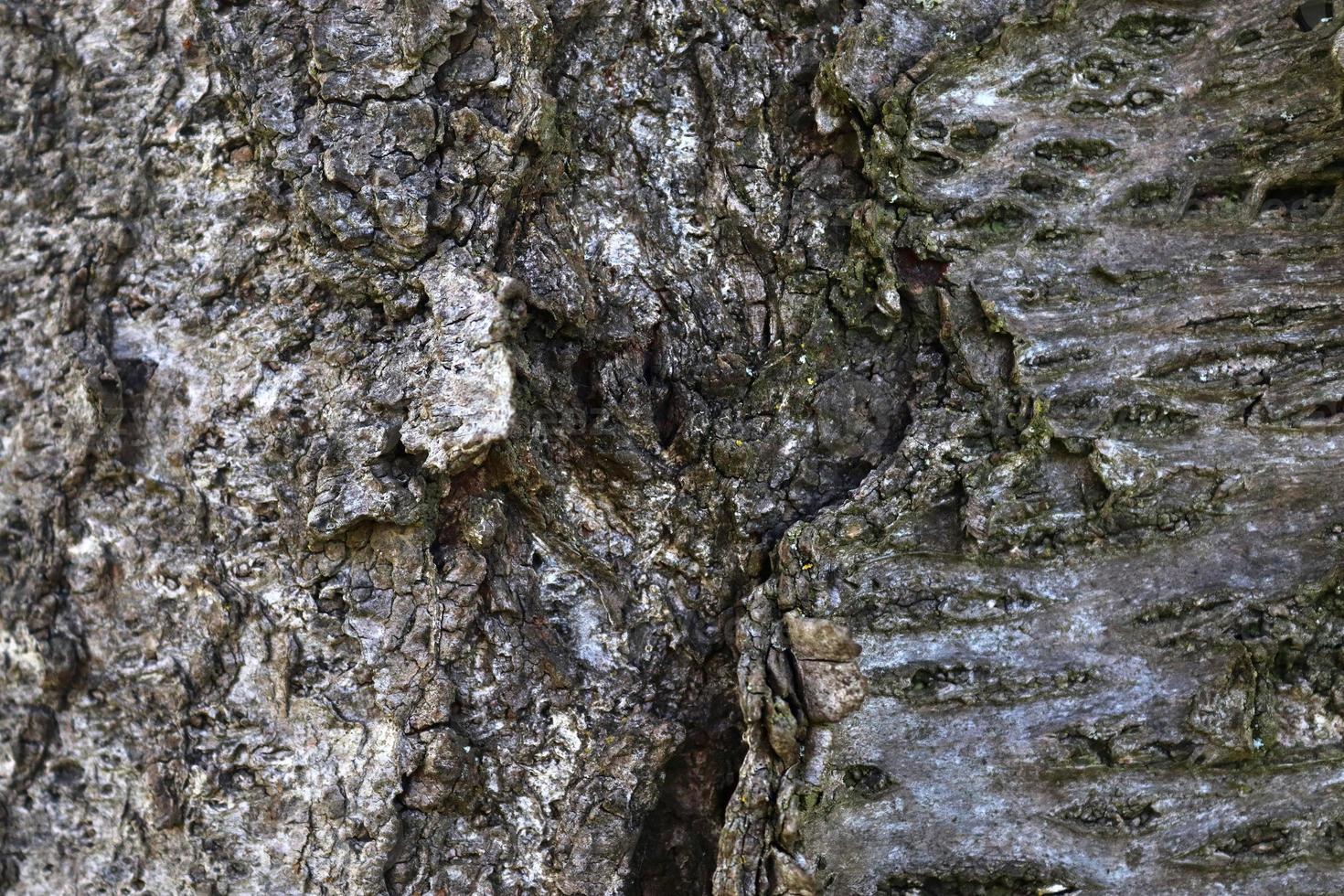 Close up at very detailed tree bark texture in high resolution. photo