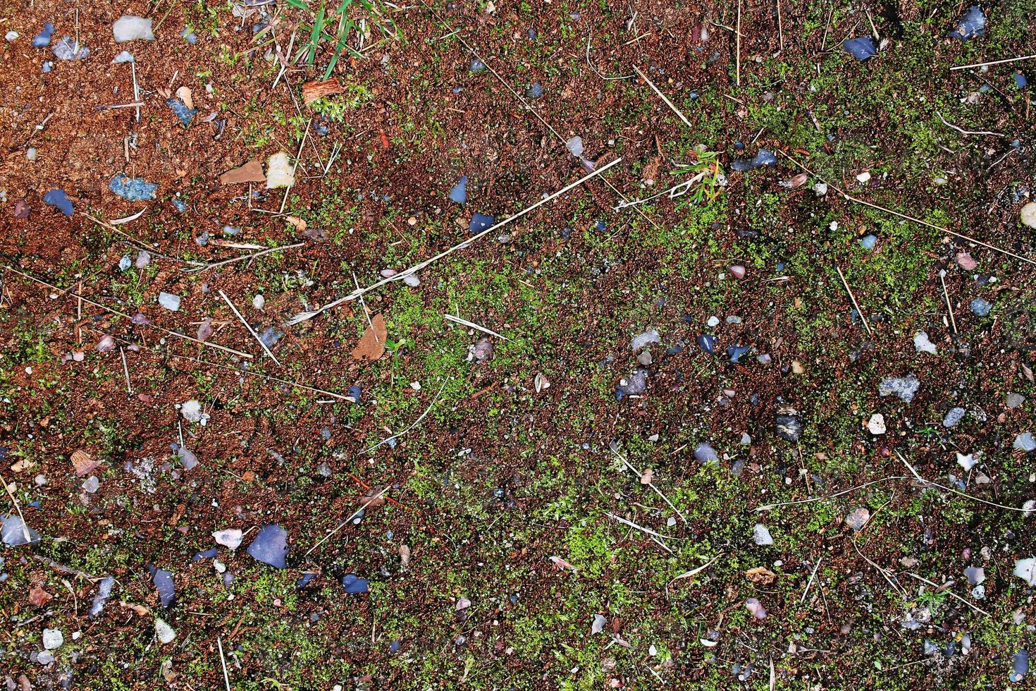 Detailed close up view on a forest ground texture with moss and branches photo