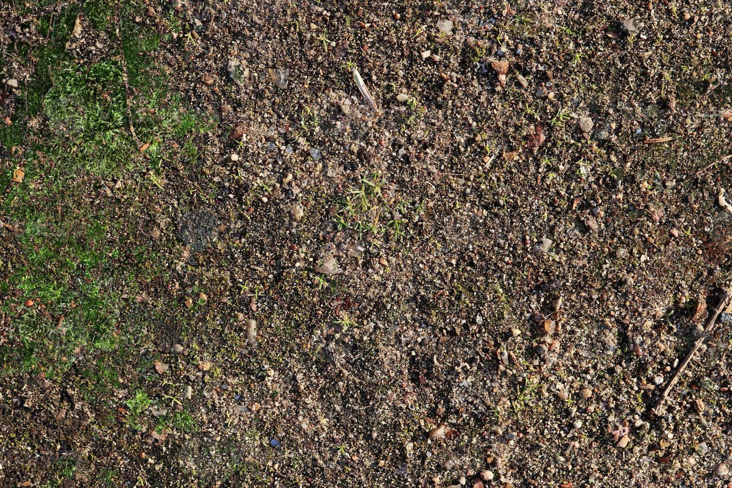 Detailed close up view on a forest ground texture with moss and branches photo