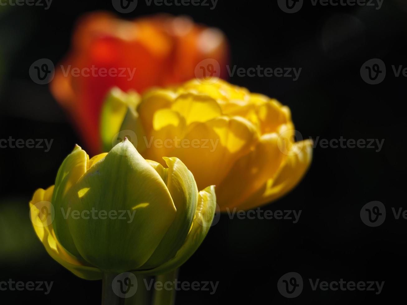 tulipanes en alemania foto