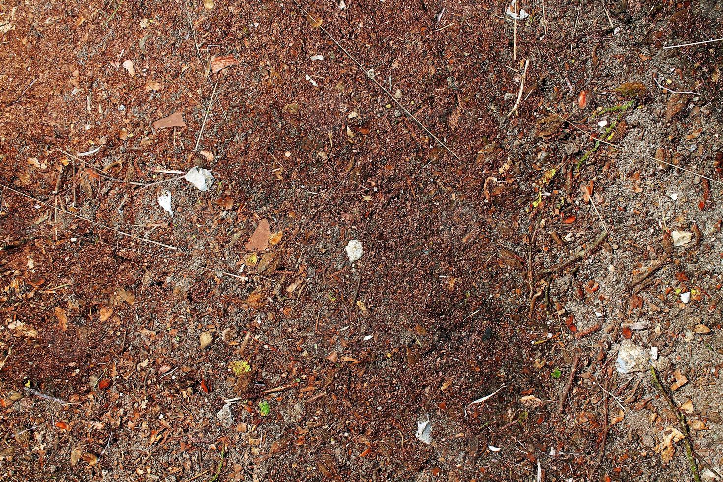 Detailed close up view on a forest ground texture with moss and branches photo