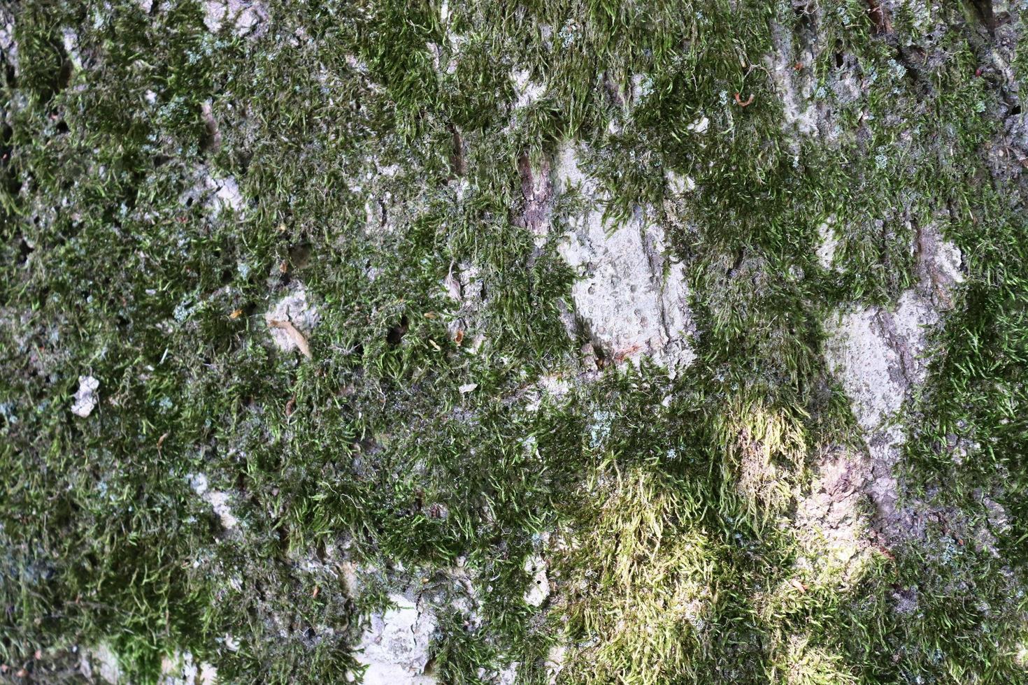 Detailed close up view at different moss textures on a forest ground photo