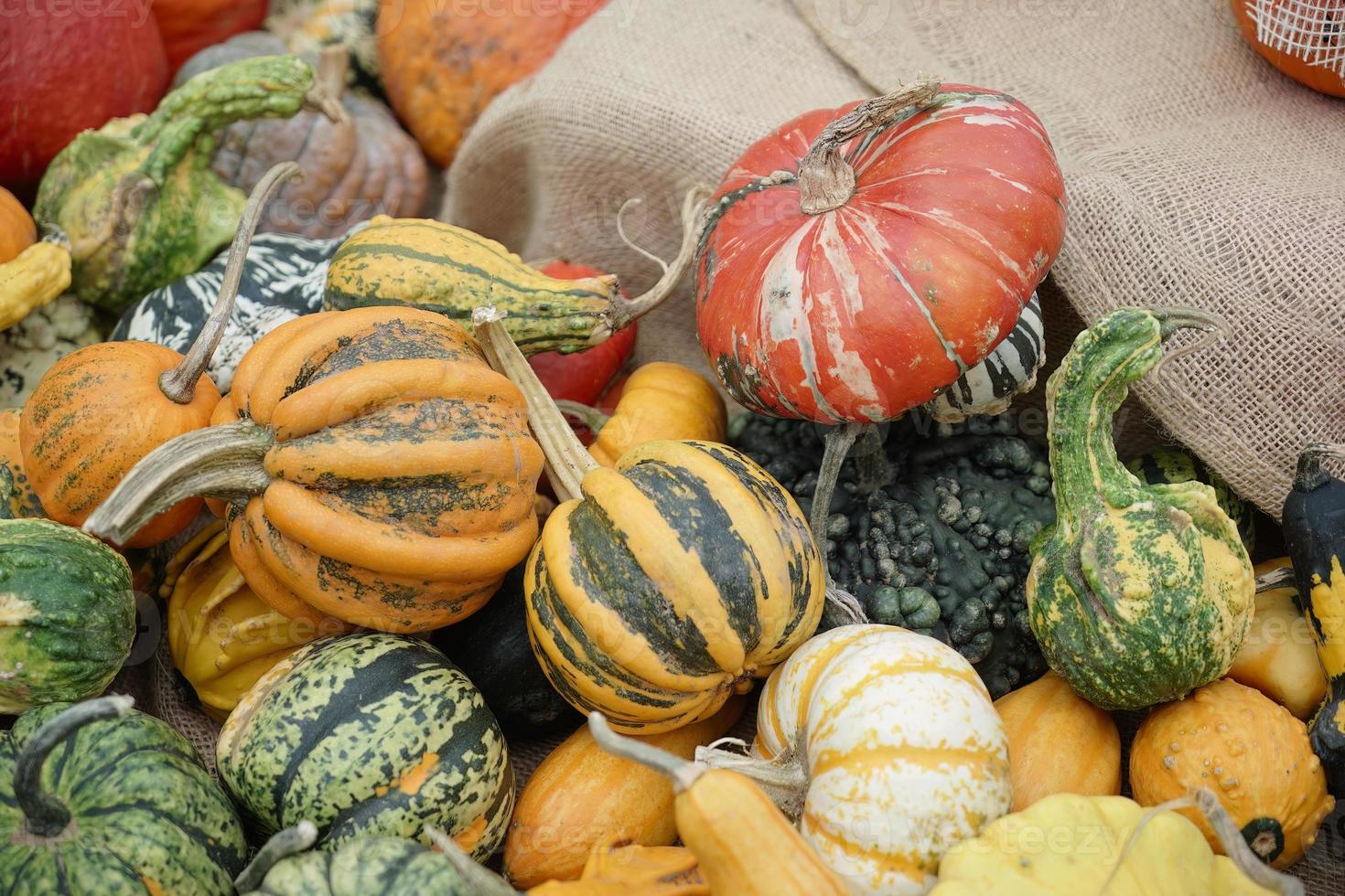 un grupo de calabazas coloridas en friedrichsdorf foto