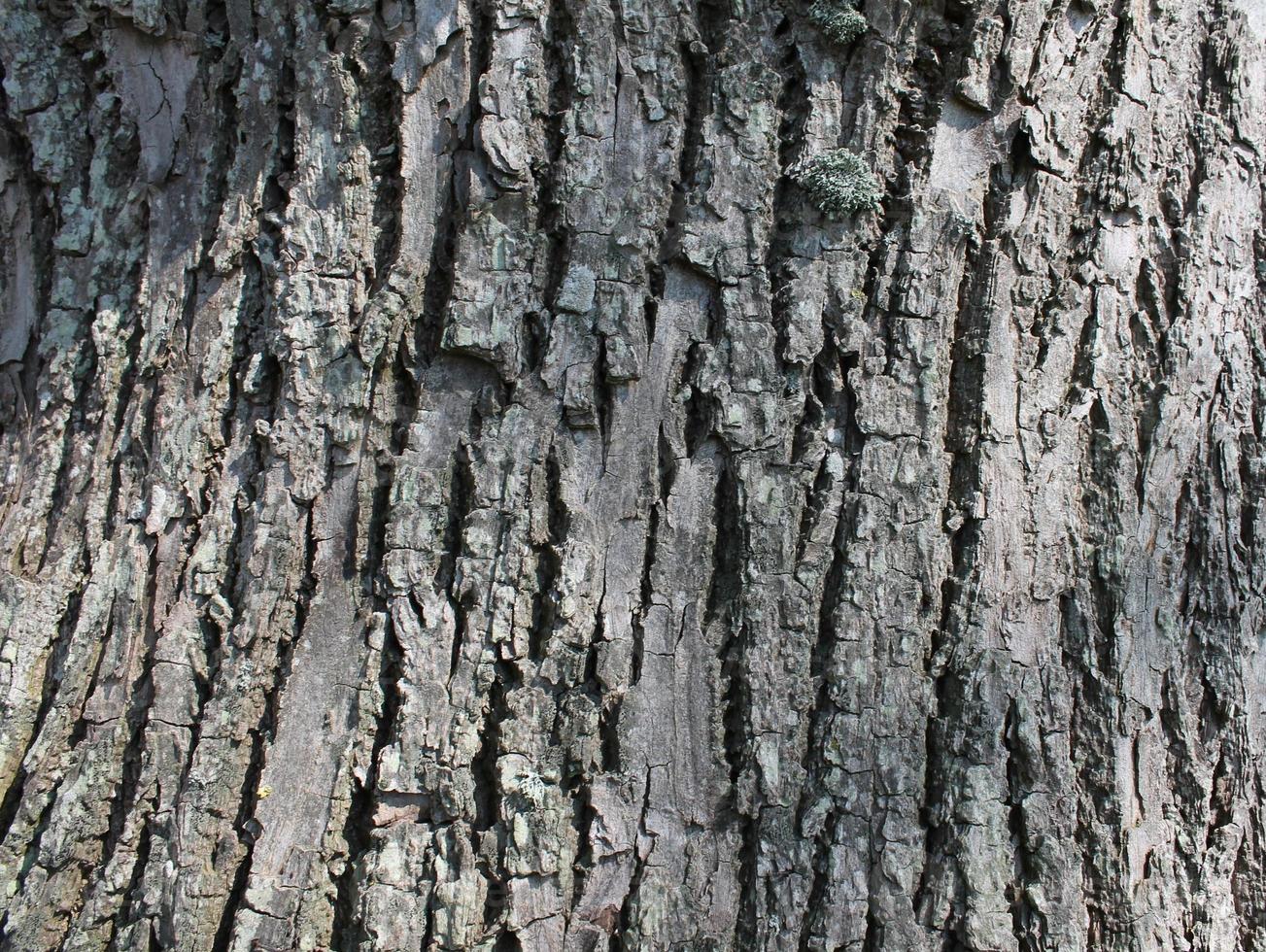 cerrar en textura de corteza de árbol muy detallada en alta resolución. foto