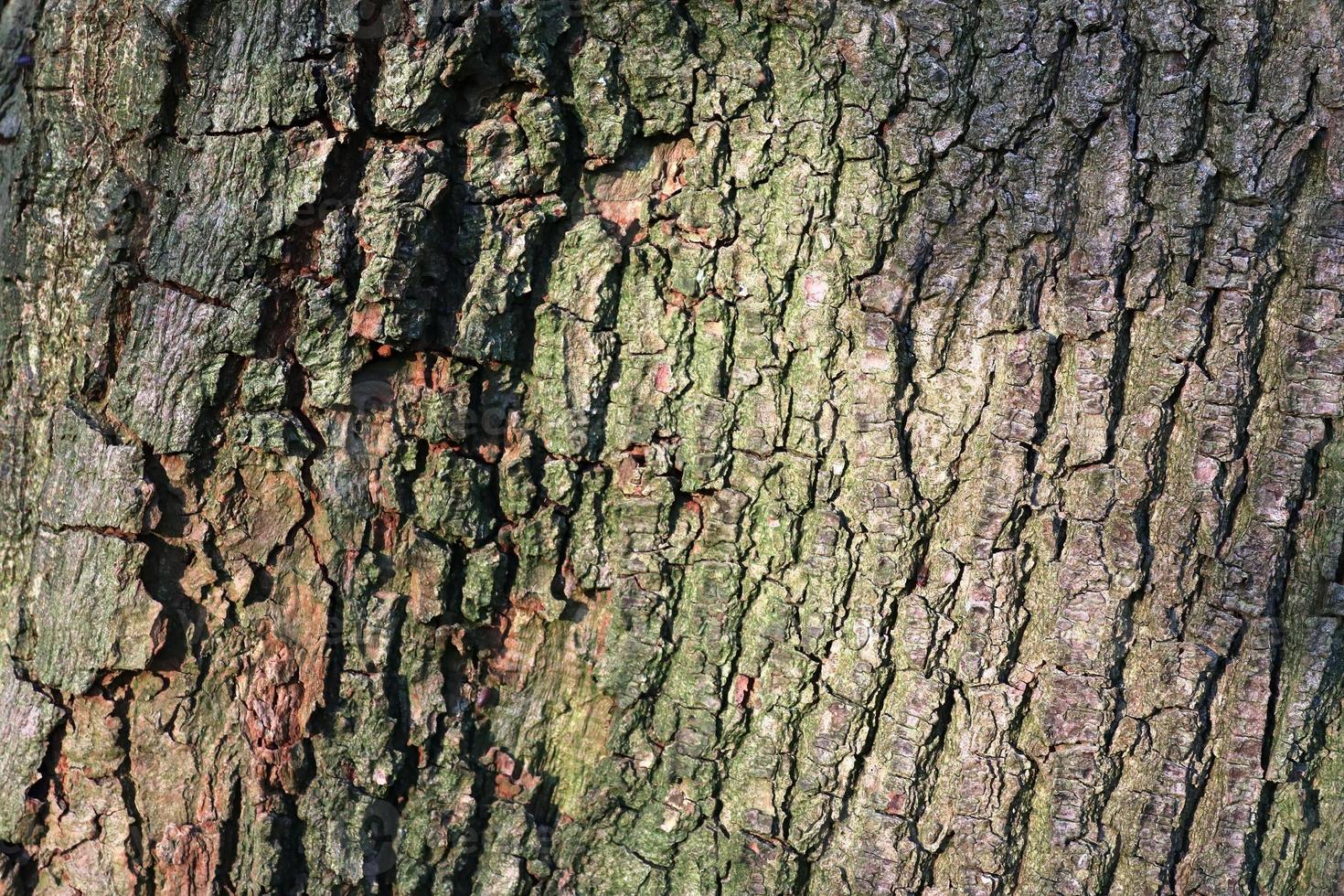 Close up at very detailed tree bark texture in high resolution. photo