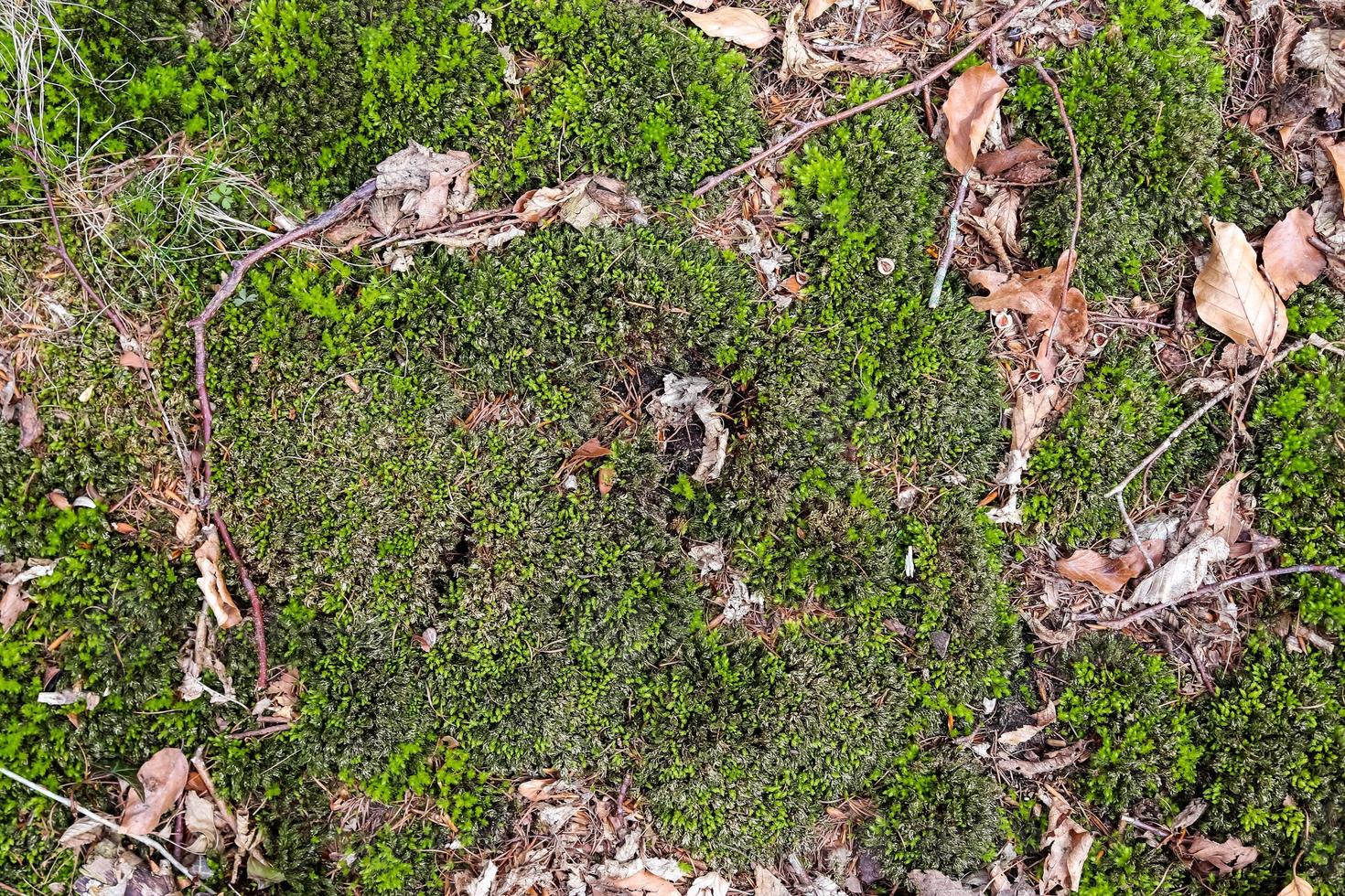 Detailed close up view on a forest ground texture with moss and branches photo