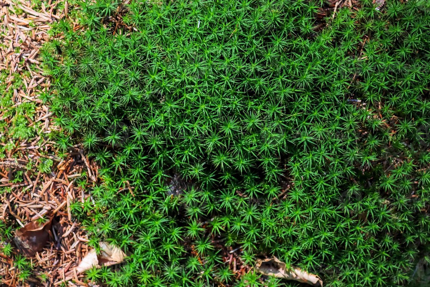 Detailed close up view at different moss textures on a forest ground photo