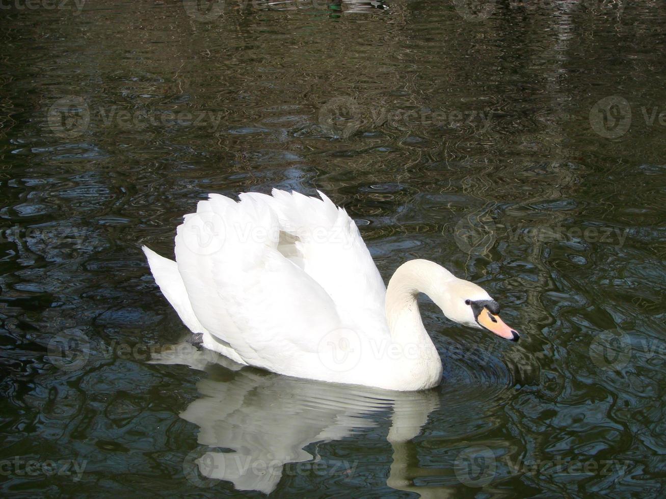 White swan in the foggy lake at the dawn. Morning lights. Romantic background. Beautiful swan. Cygnus. photo