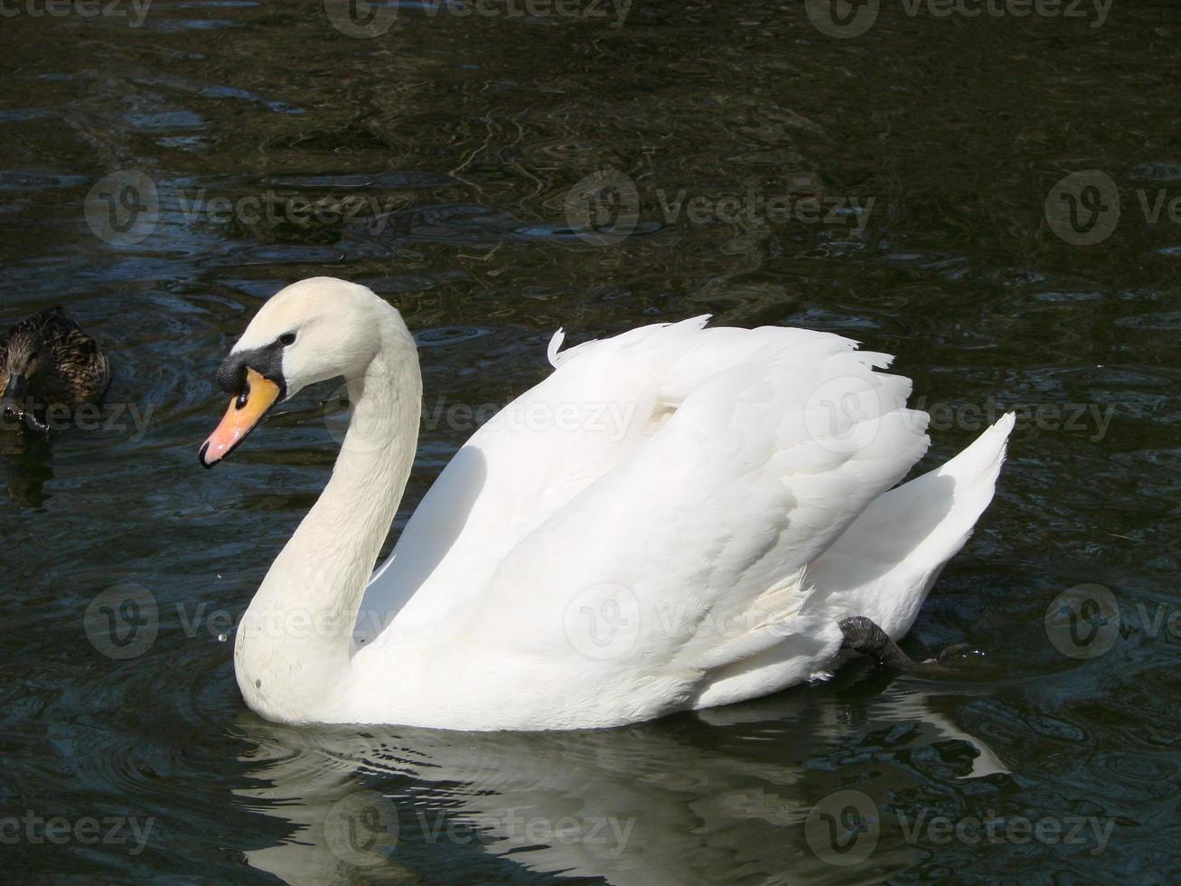 White swan in the foggy lake at the dawn. Morning lights. Romantic background. Beautiful swan. Cygnus. photo