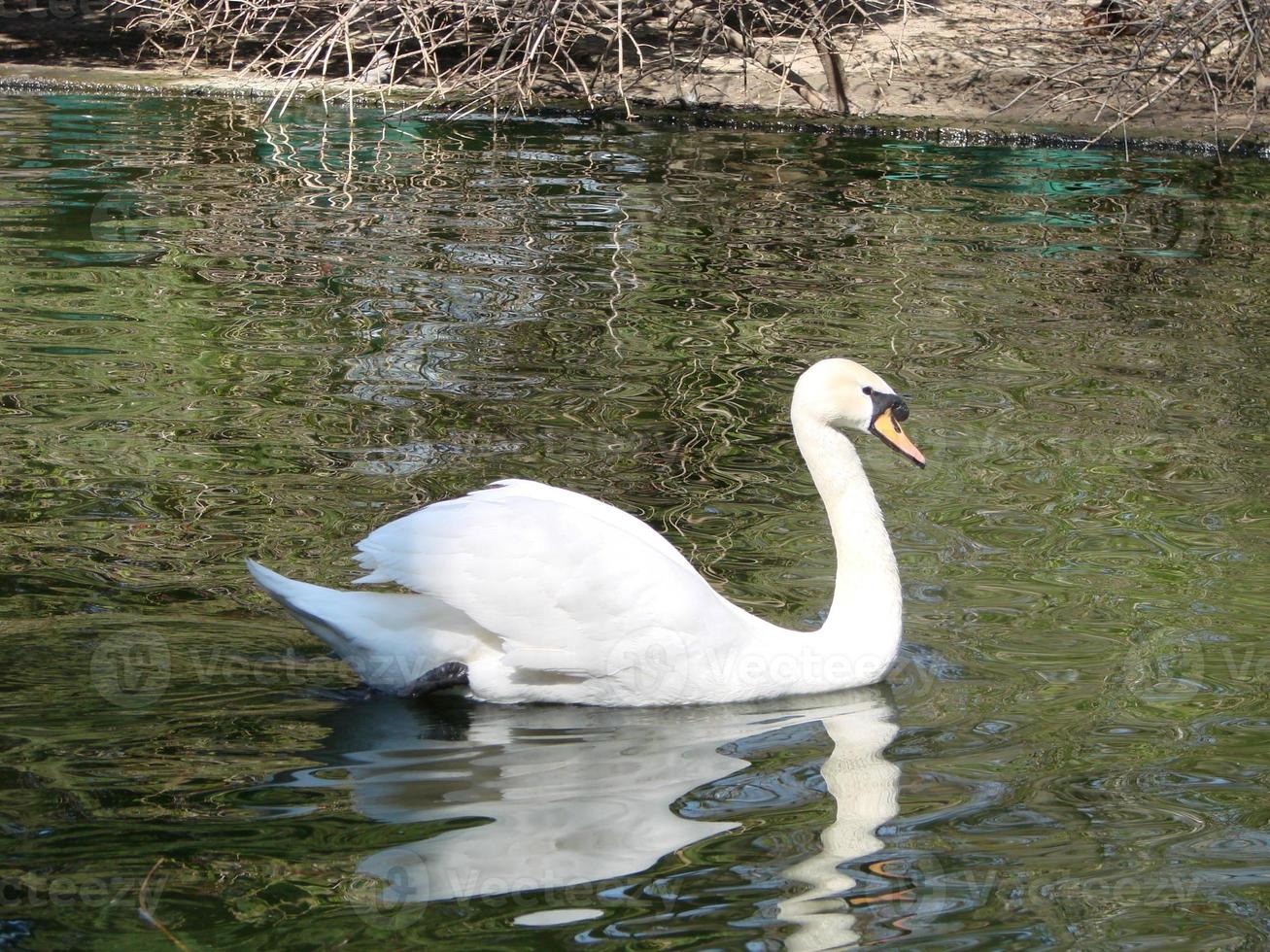 cisne blanco. el pájaro orgulloso representa las relaciones amorosas entre las personas y el romance foto