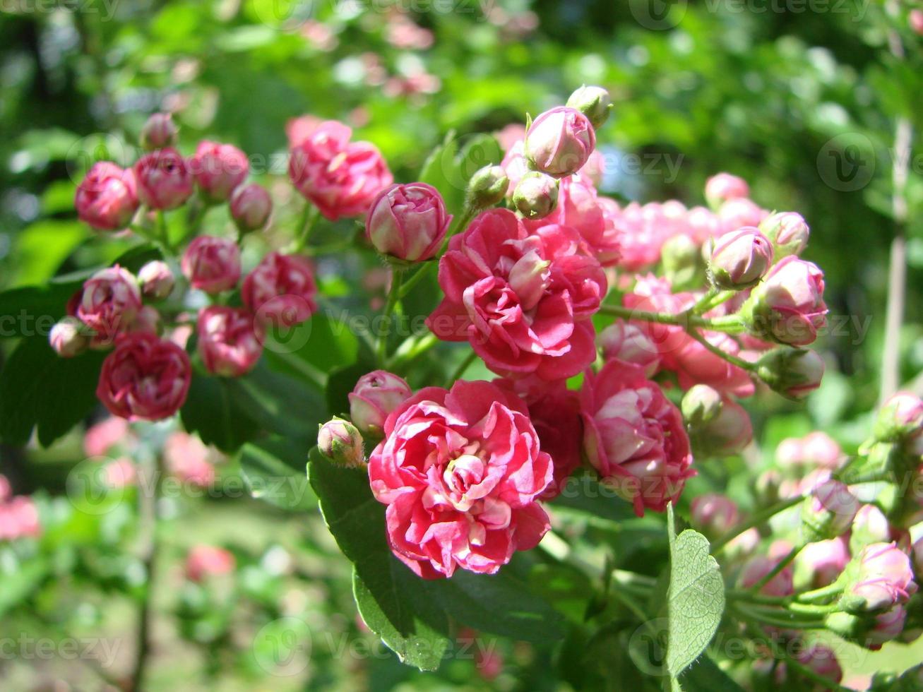 Natural floral background, blossoming of Double pink Hawthorn or Crataegus laevigata beautiful pink flowers photo