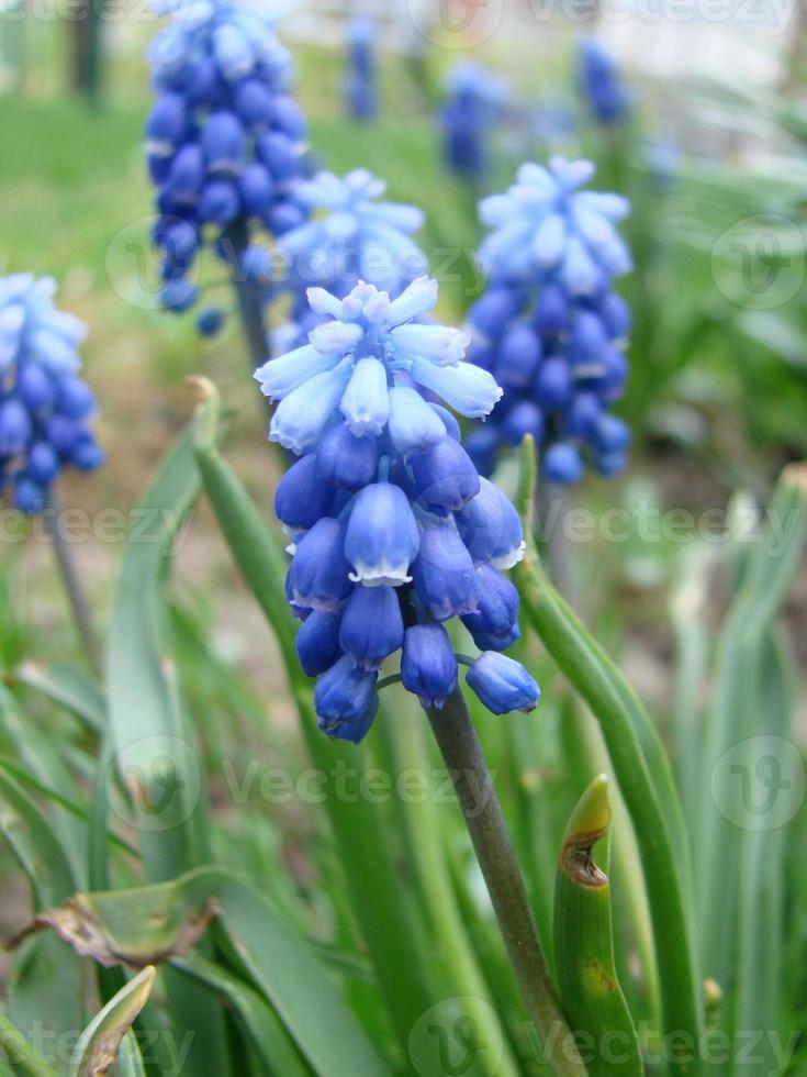 Blue Muscari Armeniacum Viola. Many muscari blue flowers in green. Spring muscari hyacinth flowers. photo