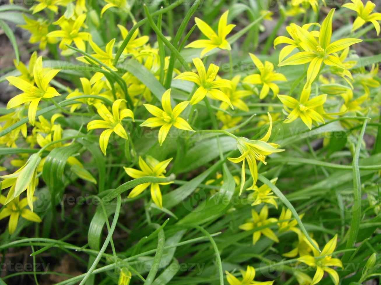 Small flowers of Gagea lutea or goose onions close-up. Yellow Star-Of-Bethlehem spring blooming on sunny day. photo