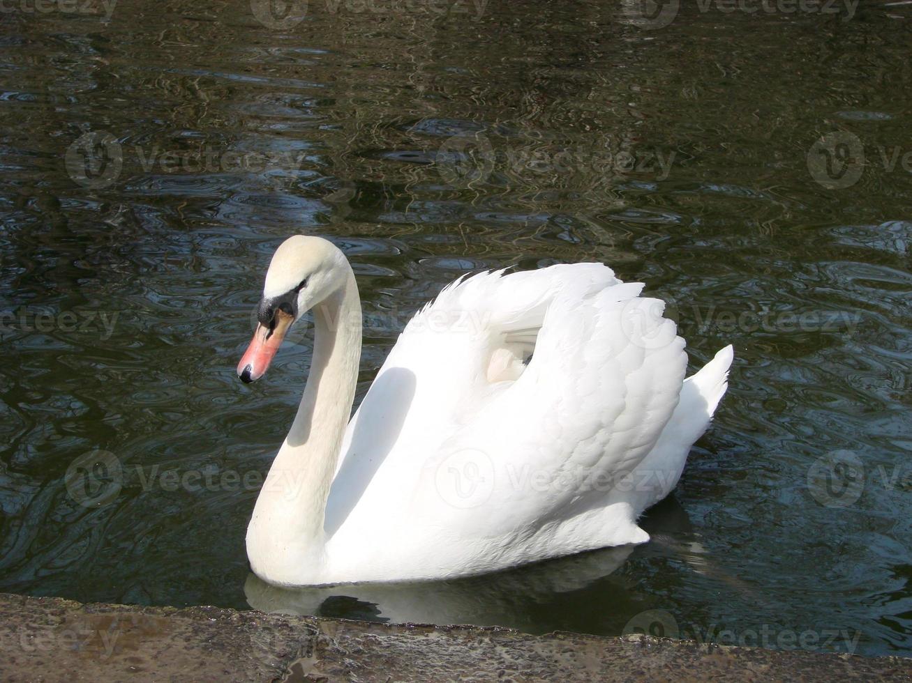 White swan in the foggy lake at the dawn. Morning lights. Romantic background. Beautiful swan. Cygnus. photo