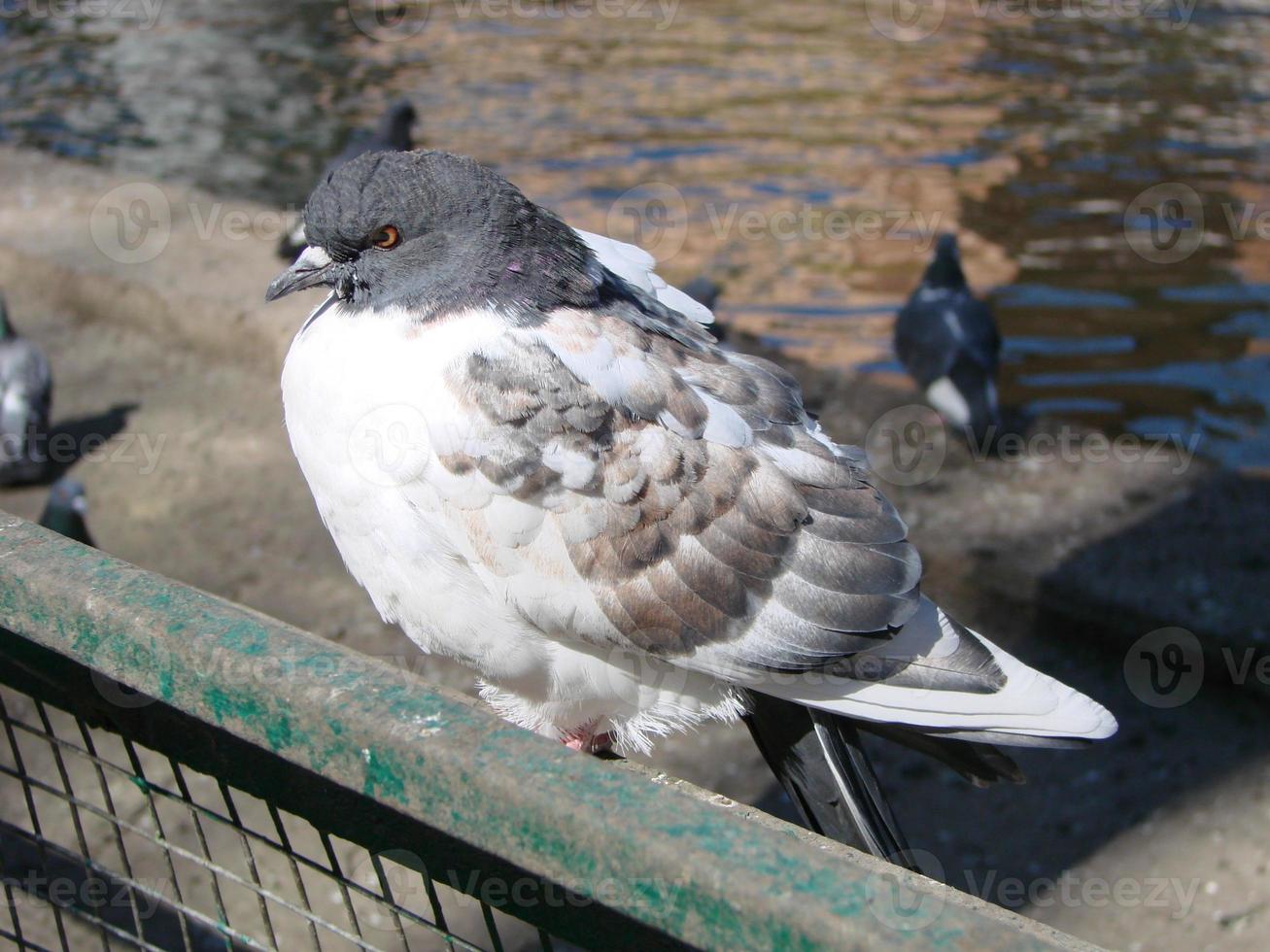 Pigeon on a ground or pavement in a city. Pigeon standing. Dove or pigeon. photo