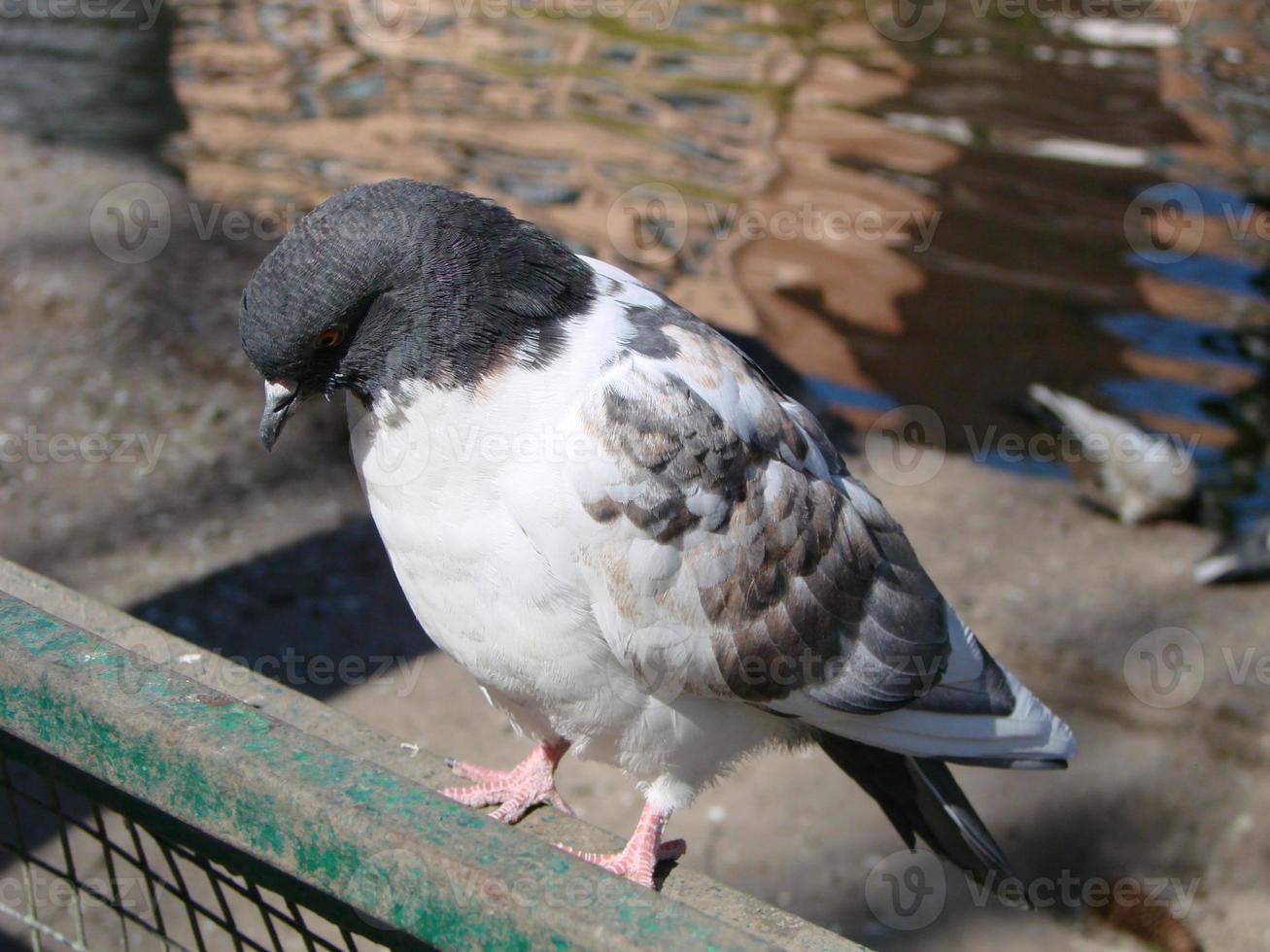Pigeon on a ground or pavement in a city. Pigeon standing. Dove or pigeon. photo
