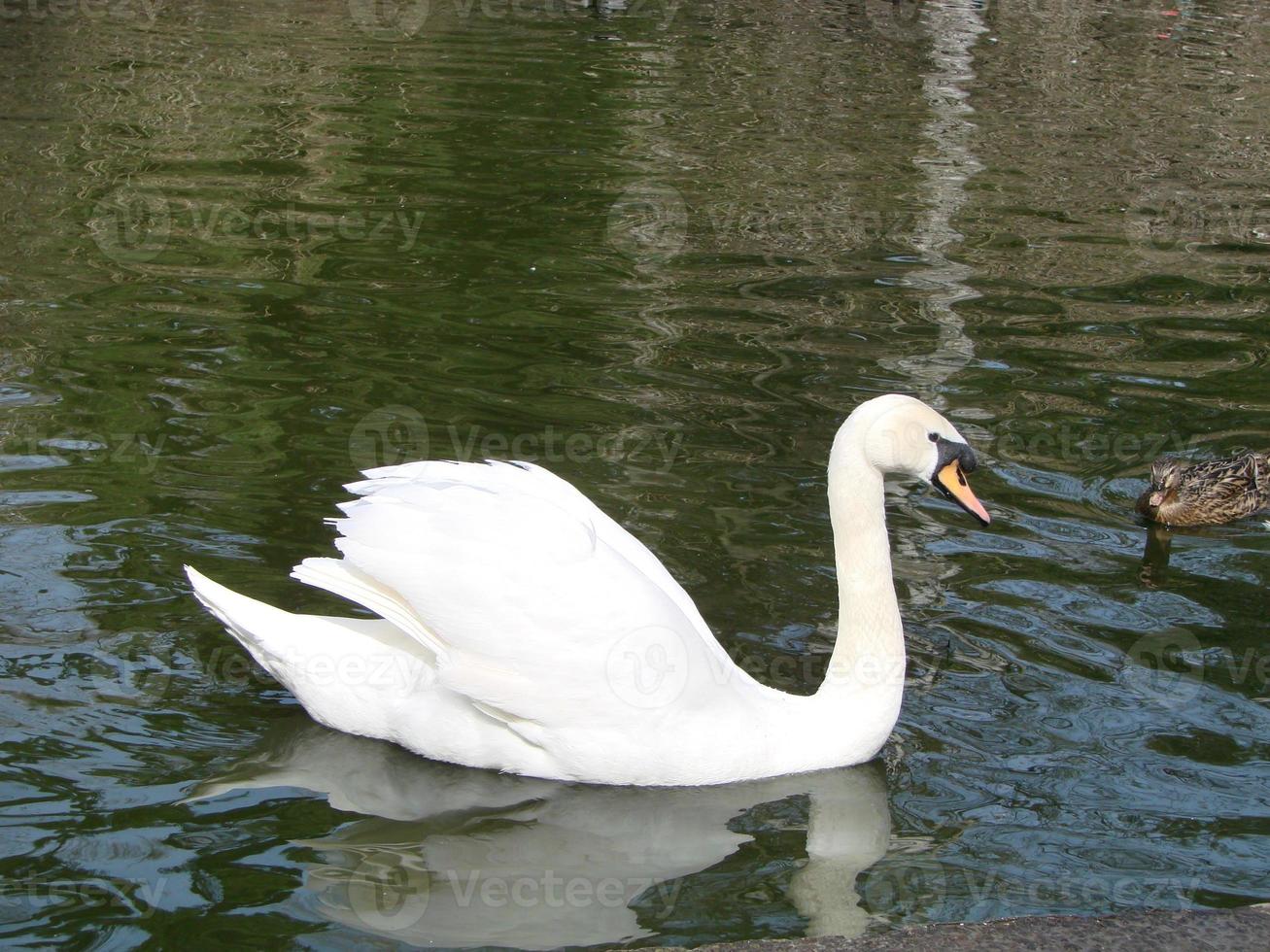 White swan in the foggy lake at the dawn. Morning lights. Romantic background. Beautiful swan. Cygnus. photo