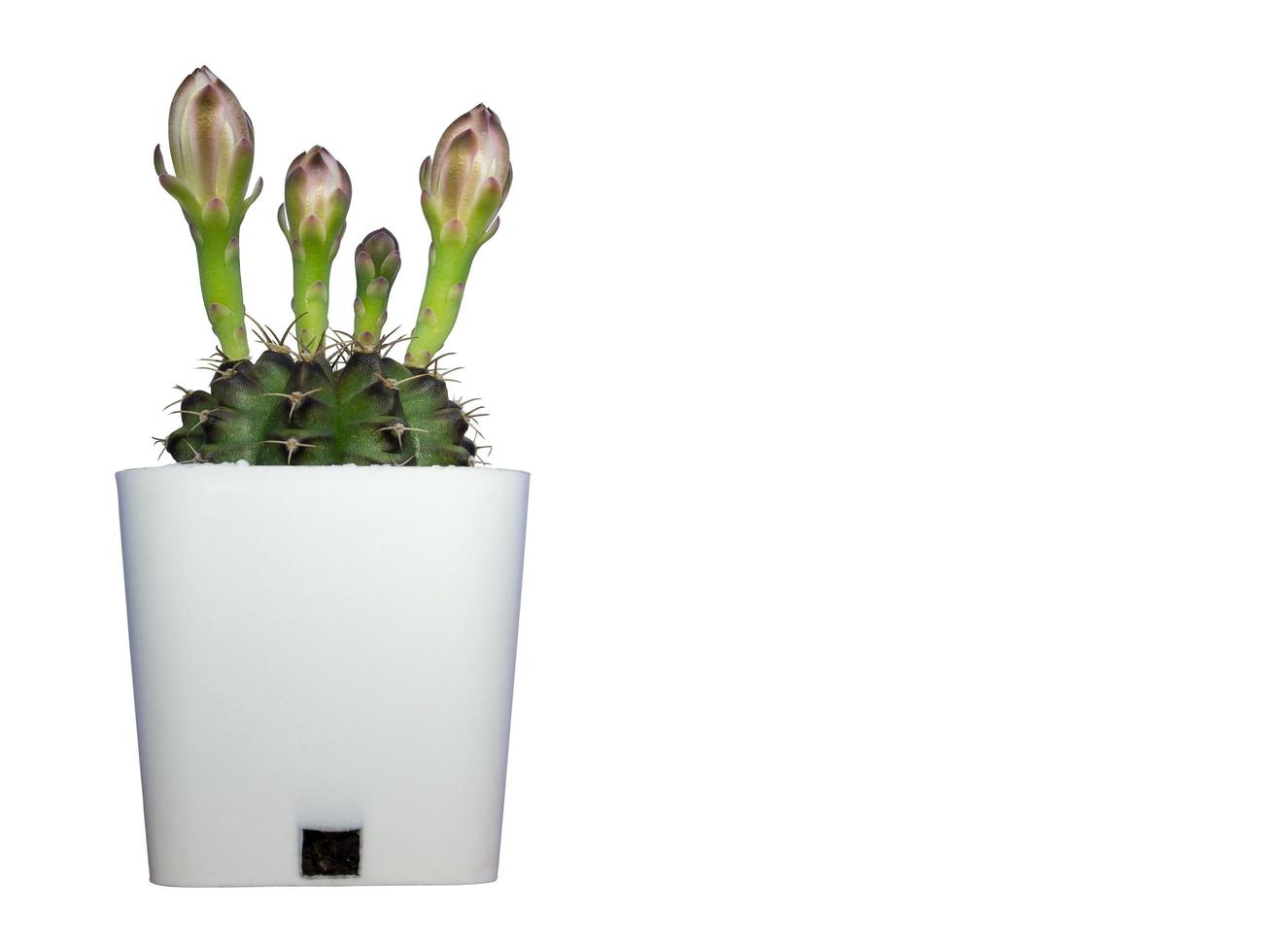 White flowers gymnocalycium in plastic white pot. photo