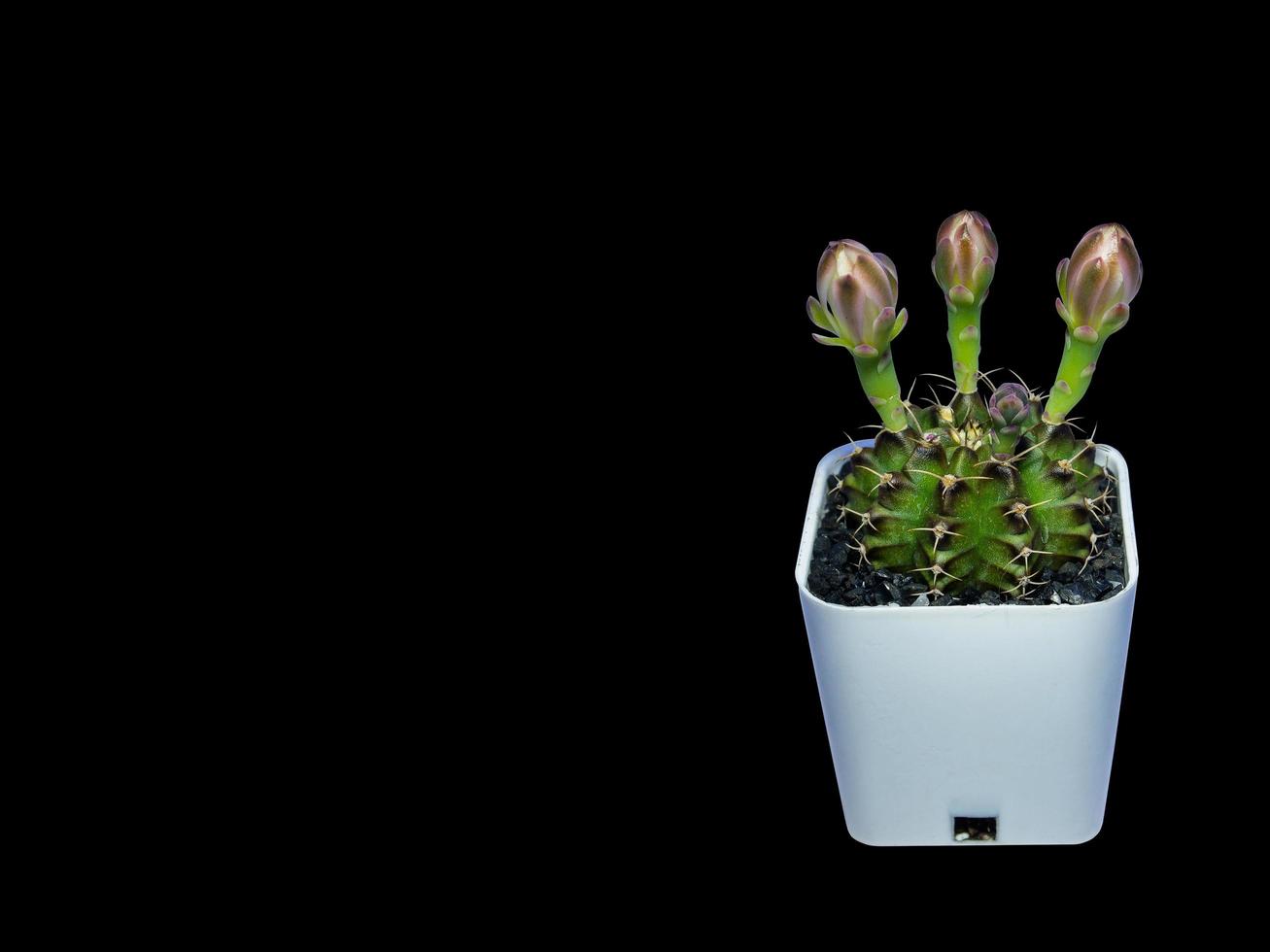 White flowers Gymnocalycium mihanovichii in plastic white pot.  Isolated on black background with clipping path photo